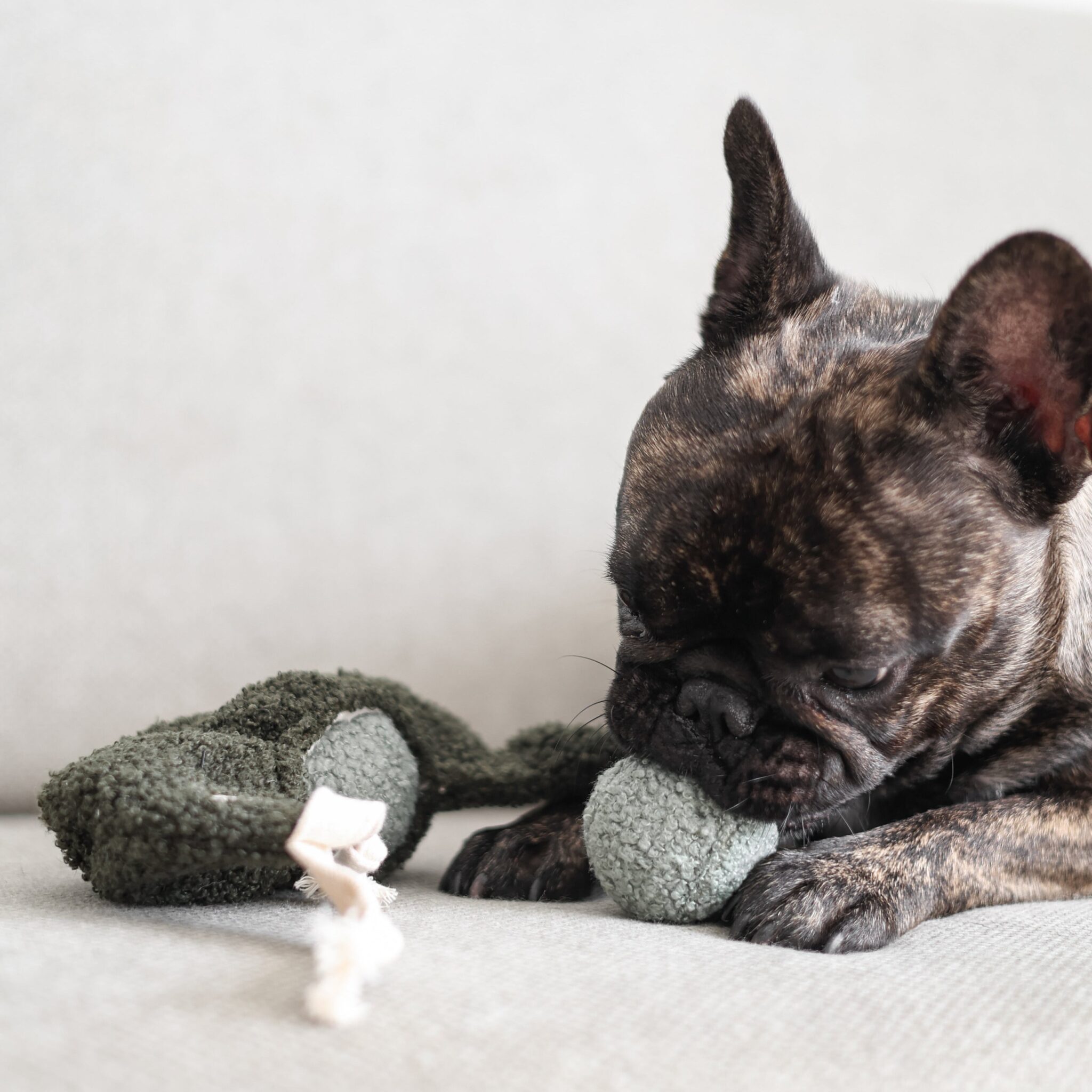 LAMBWOLF- ZABAWKA WĘCHOWA DLA PSA/KOTA GROSZEK - obrazek 3