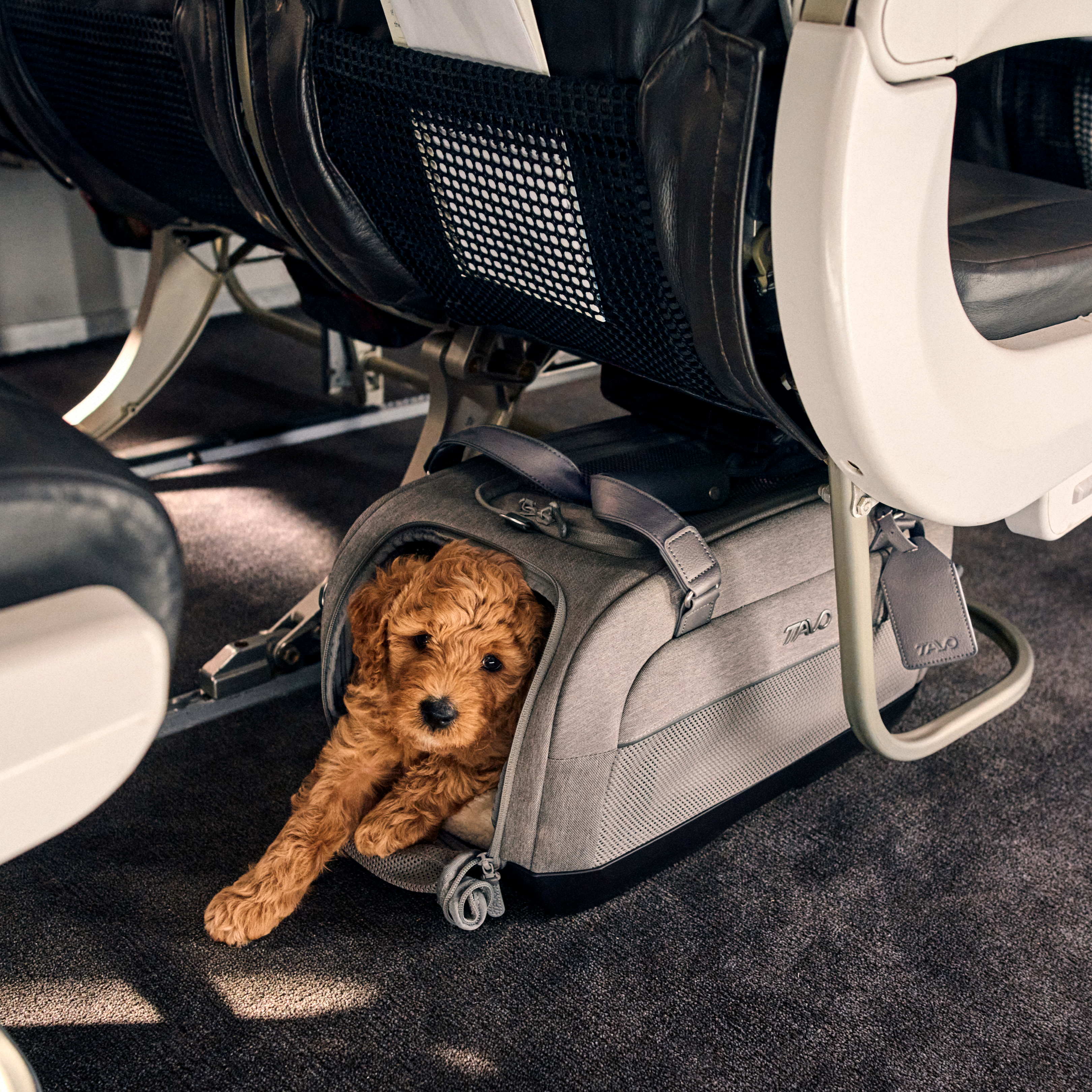 TAVO - TRANSPORTER DUPREE MERLE DLA PSA I KOTA - obrazek 6