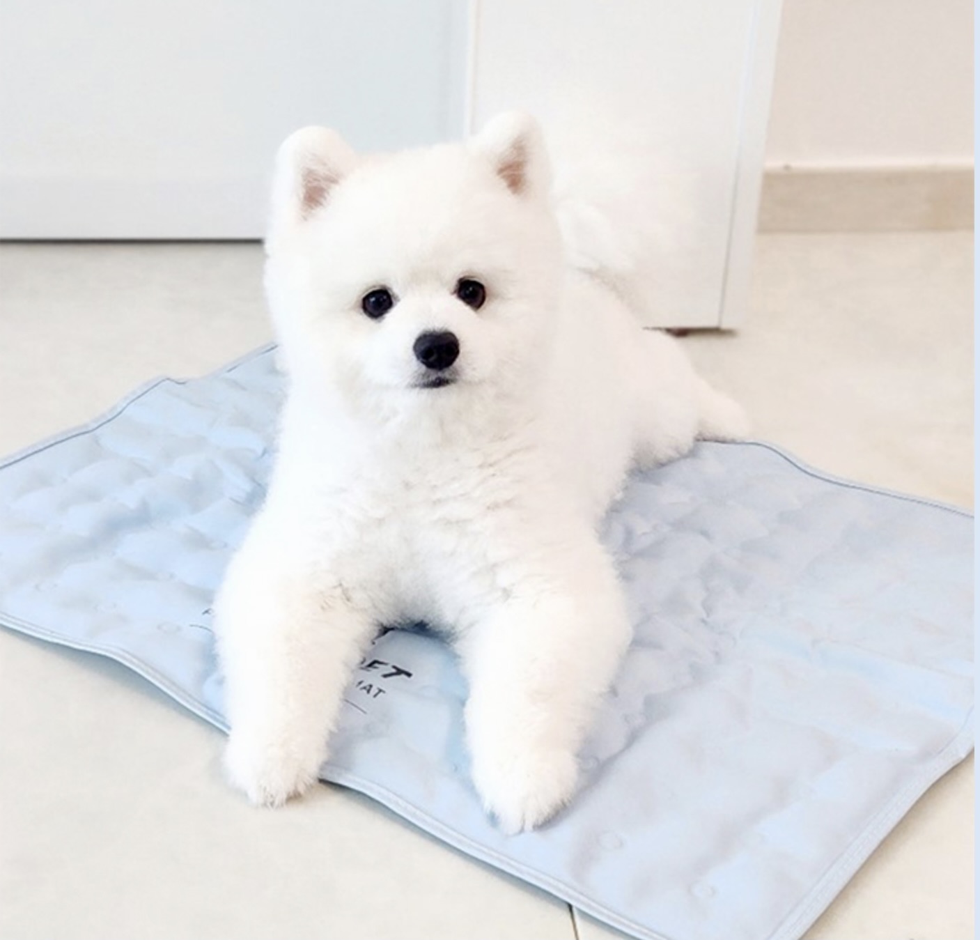 AVANTPET - MATA CHŁODZĄCA - ROZMIAR M NIEBIESKA - obrazek 9